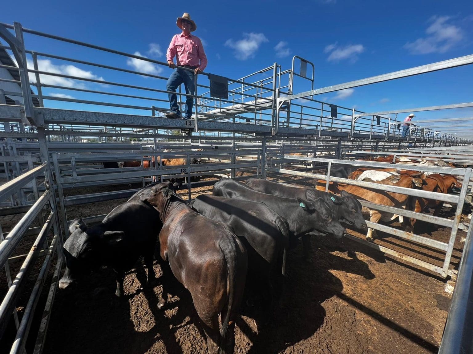 Feeder steers dearer in places at CQLX Gracemere Beef Central