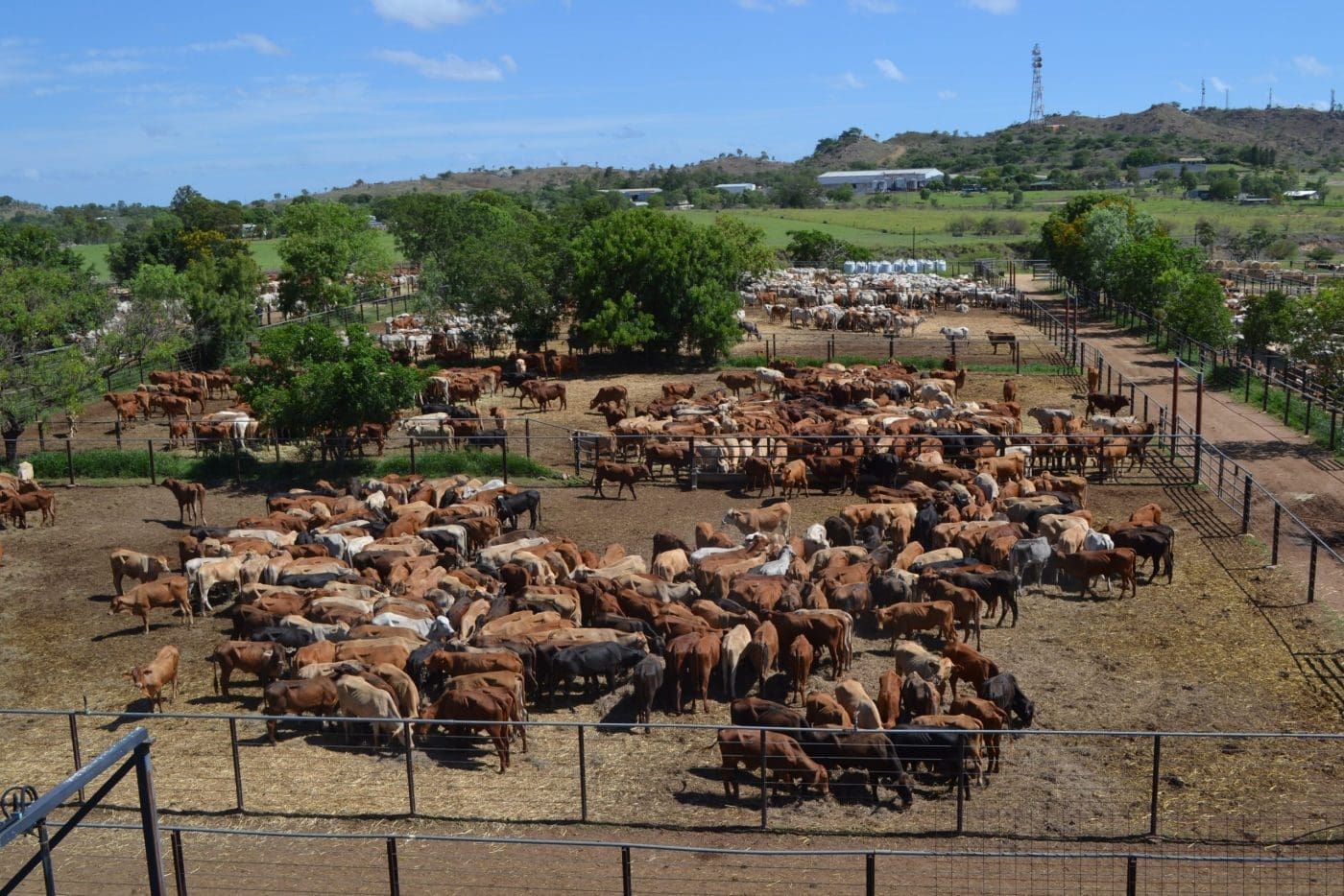 Charters Towers 15 Nov 2023 Values lift with increased demand Beef