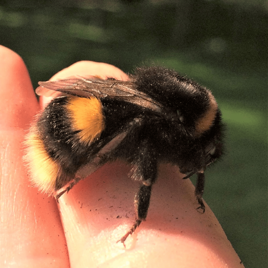 Benefits of Having Bees Bee Responsible