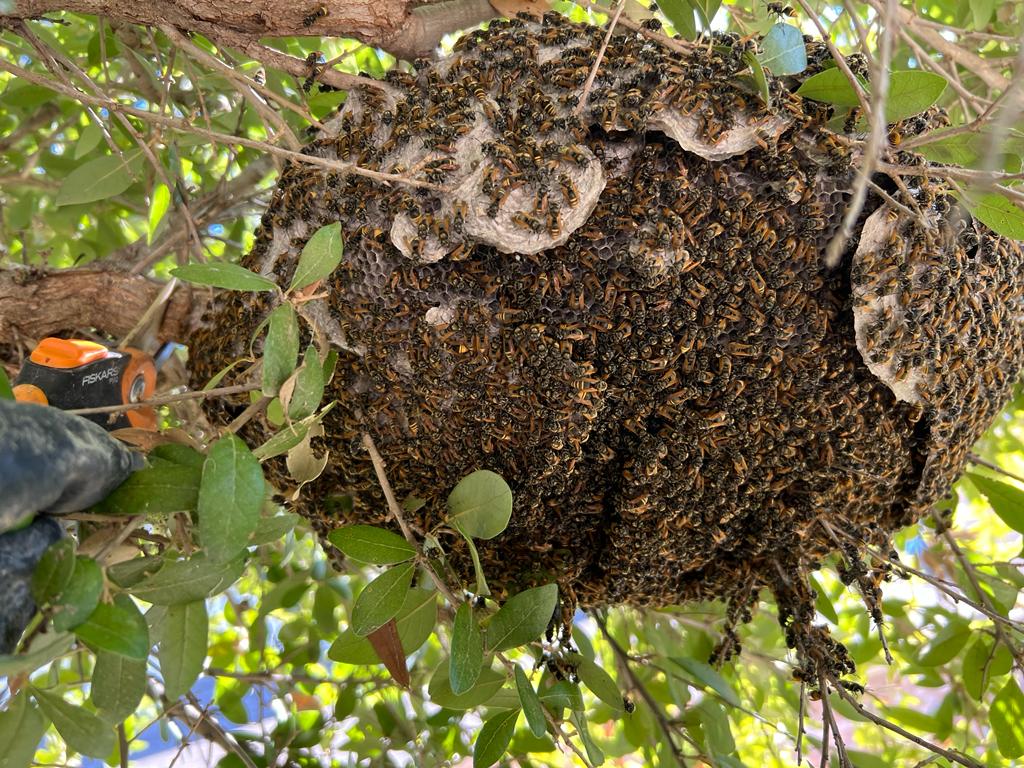 Paper Wasp Nest Removal