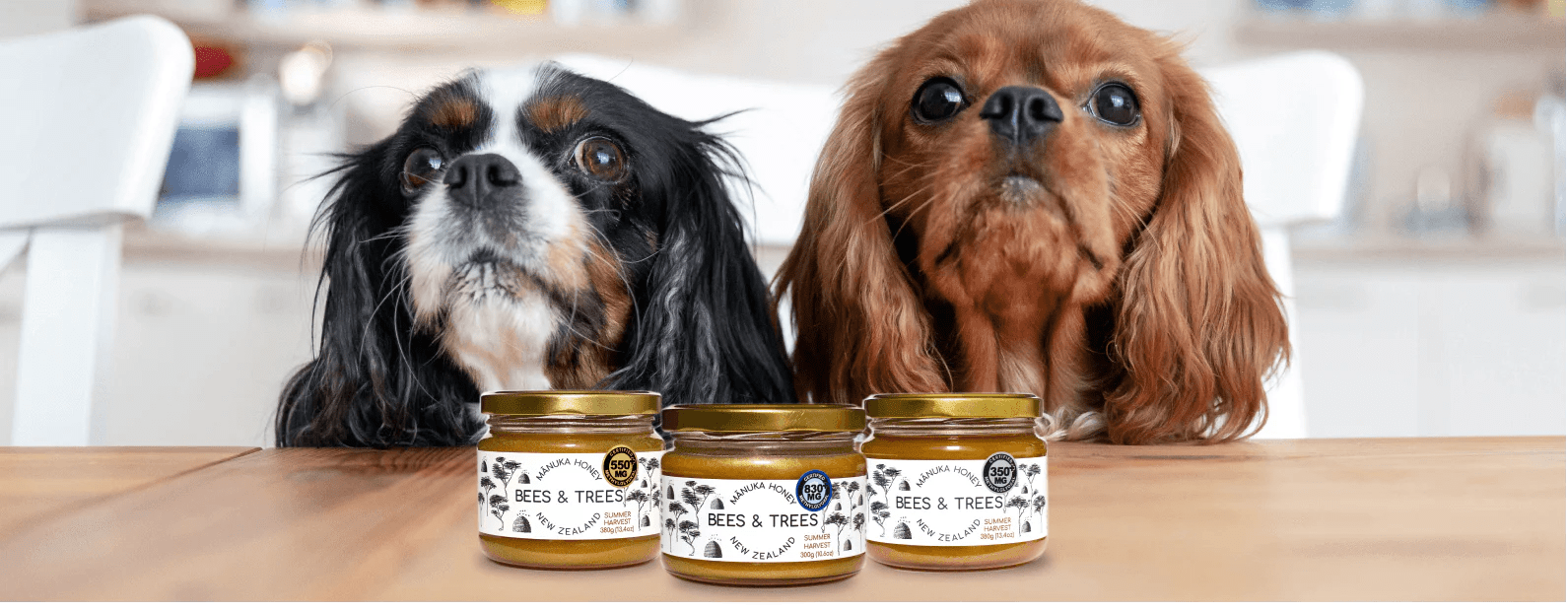Can Dogs Have Honey? Benefits, Risks, How Much to Feed Them