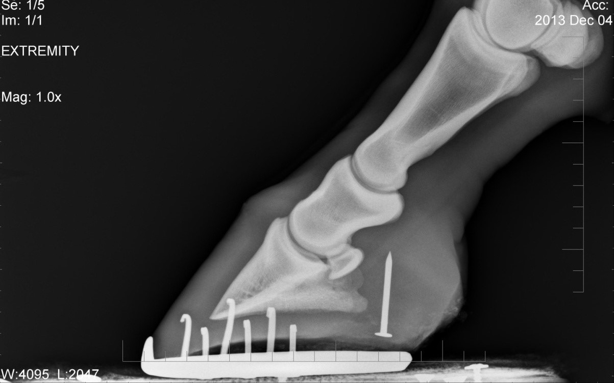 injuries to the foot Barwon Equine Hospital