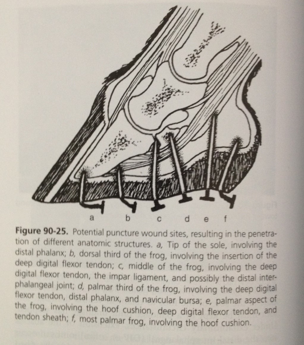 injuries to the foot Barwon Equine Hospital