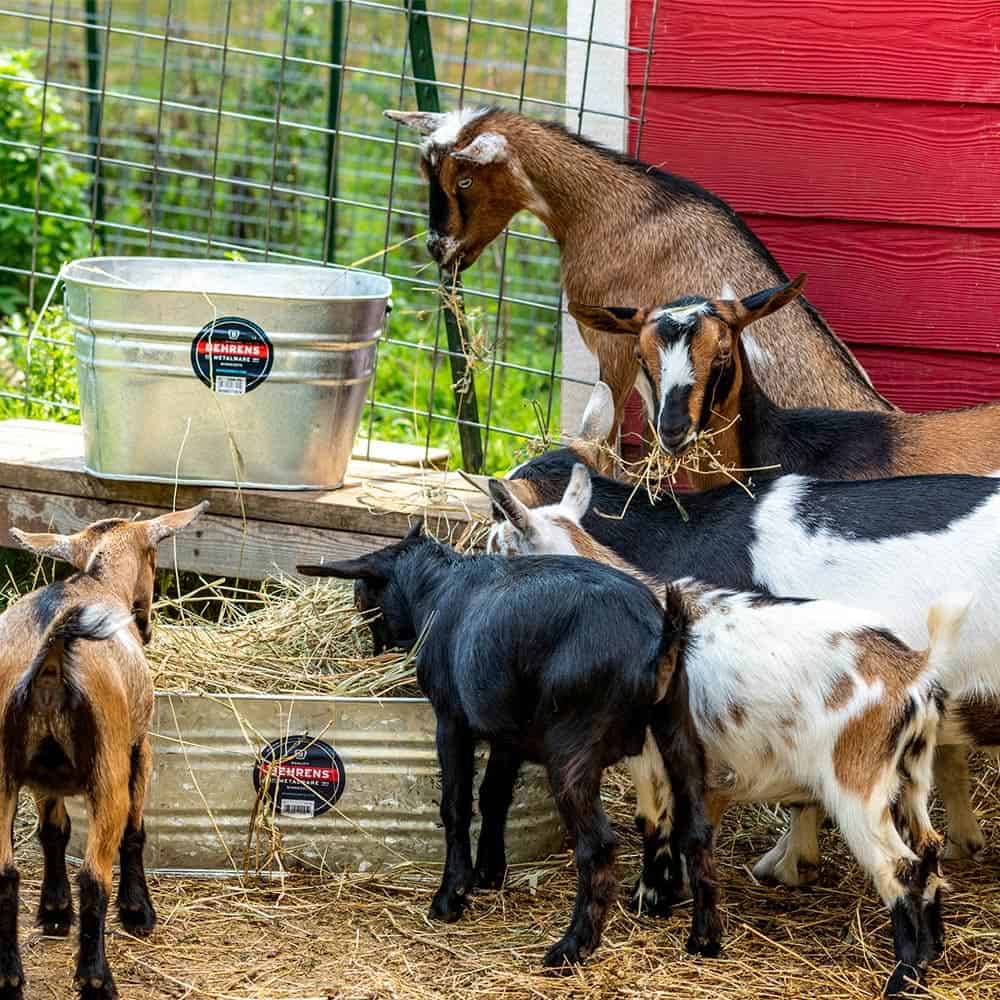 15.5 Gallon Square Hot Dipped Steel Tub Behrens Mfg