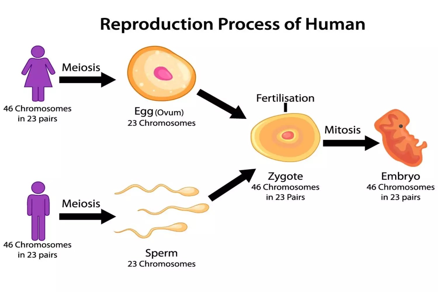 Differences Between Sperm And Ovum Everything You Need to Know