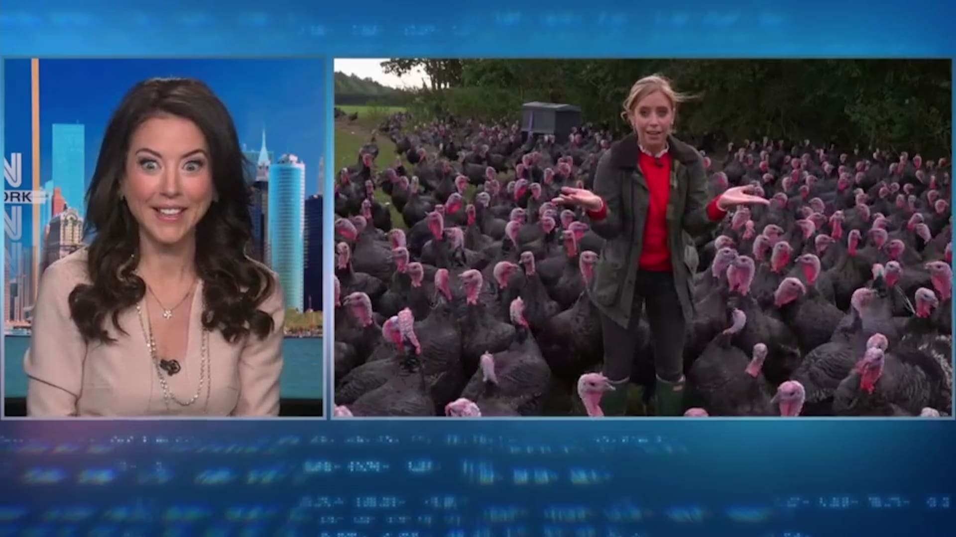 شاهد.. مراسلة تتلقى “تحية” من الديوك الرومية عبر بث