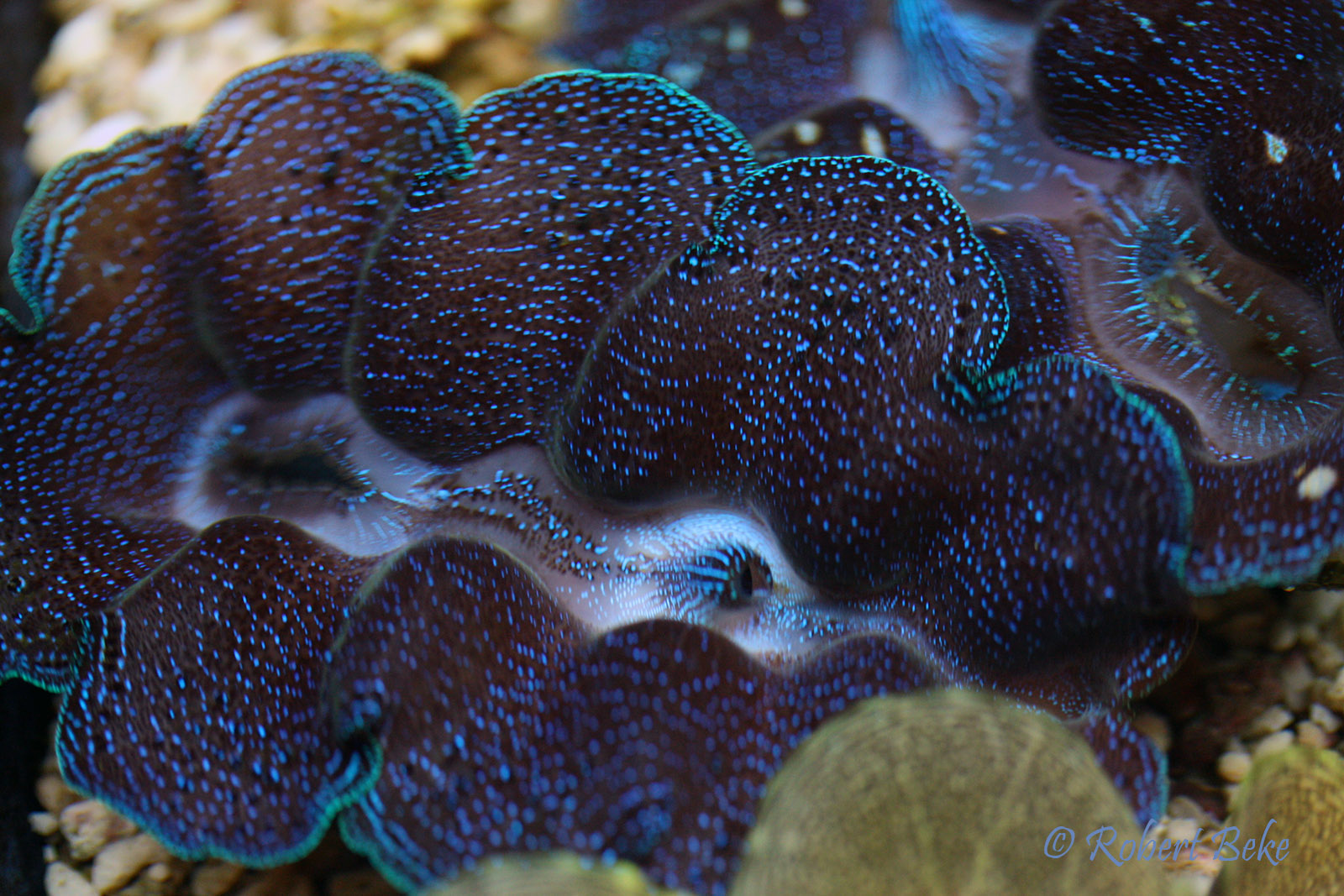 Maxima clam Akvaristika i teraristika