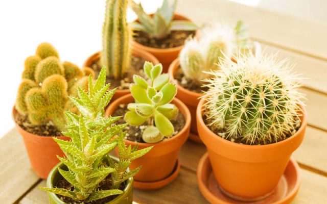 What is Xerophytic gardening? Everything you need to know