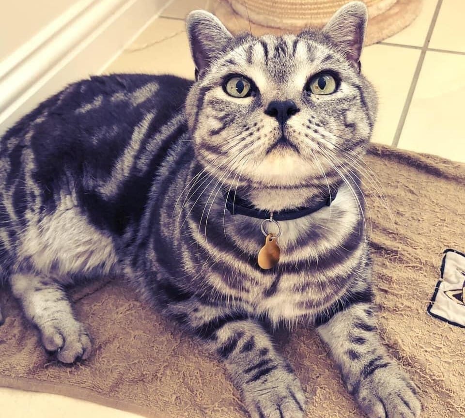 British Shorthair Health Problems Helped With Raw Cat Food