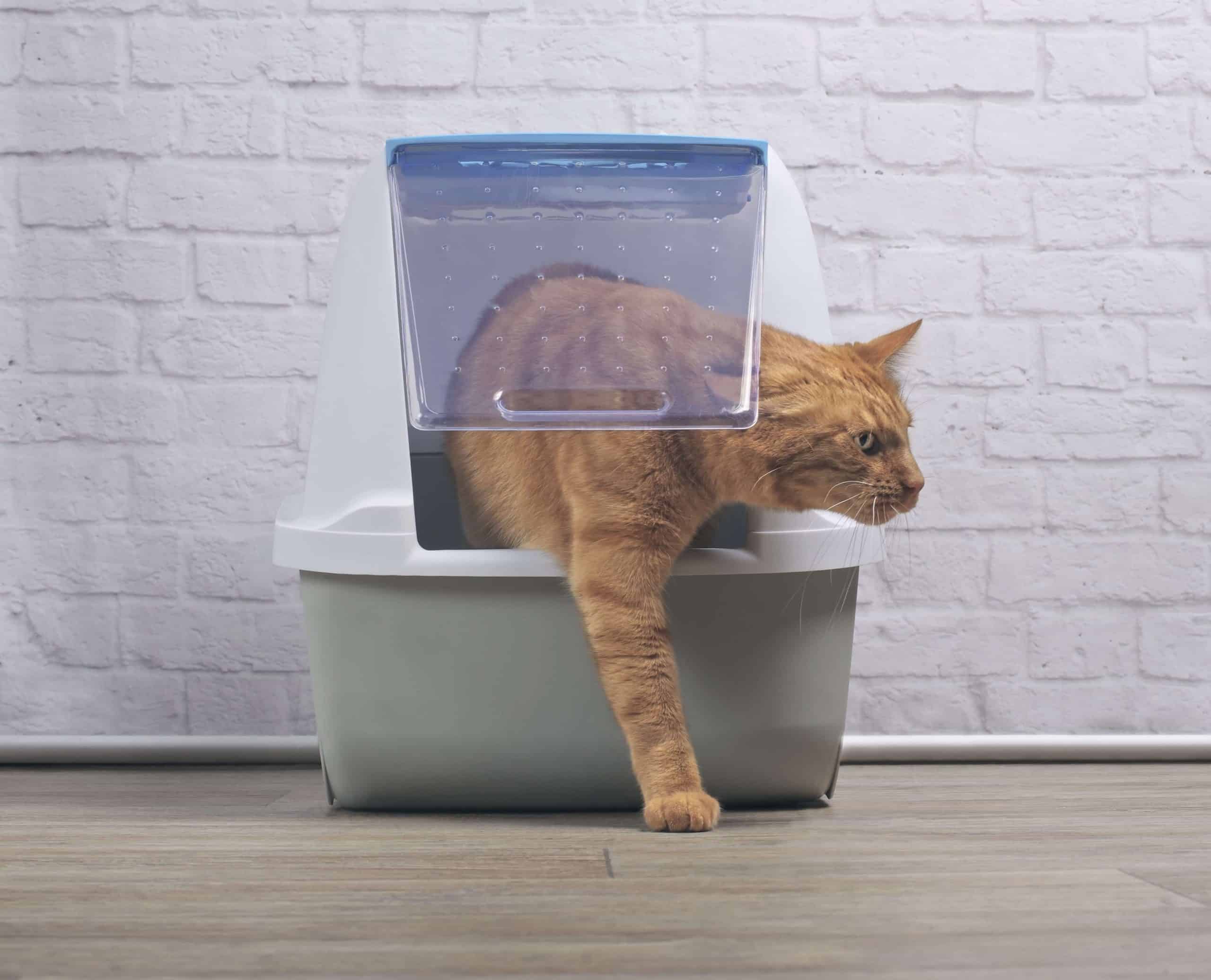 A Guide To Healthy Cat Poo Expert Advice Bella & Duke