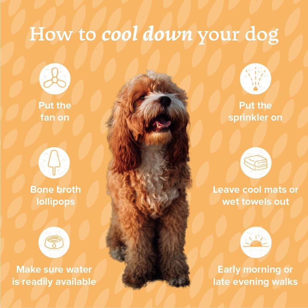 Heatstroke in Dogs 5 Signs & What to Do Bella & Duke