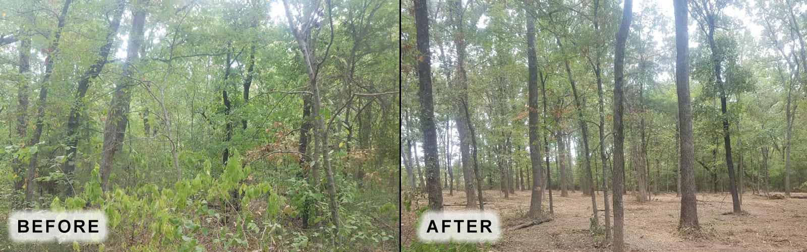 Brush clearing, Land clearing, Brush Removal, Tree Removal, Mulching