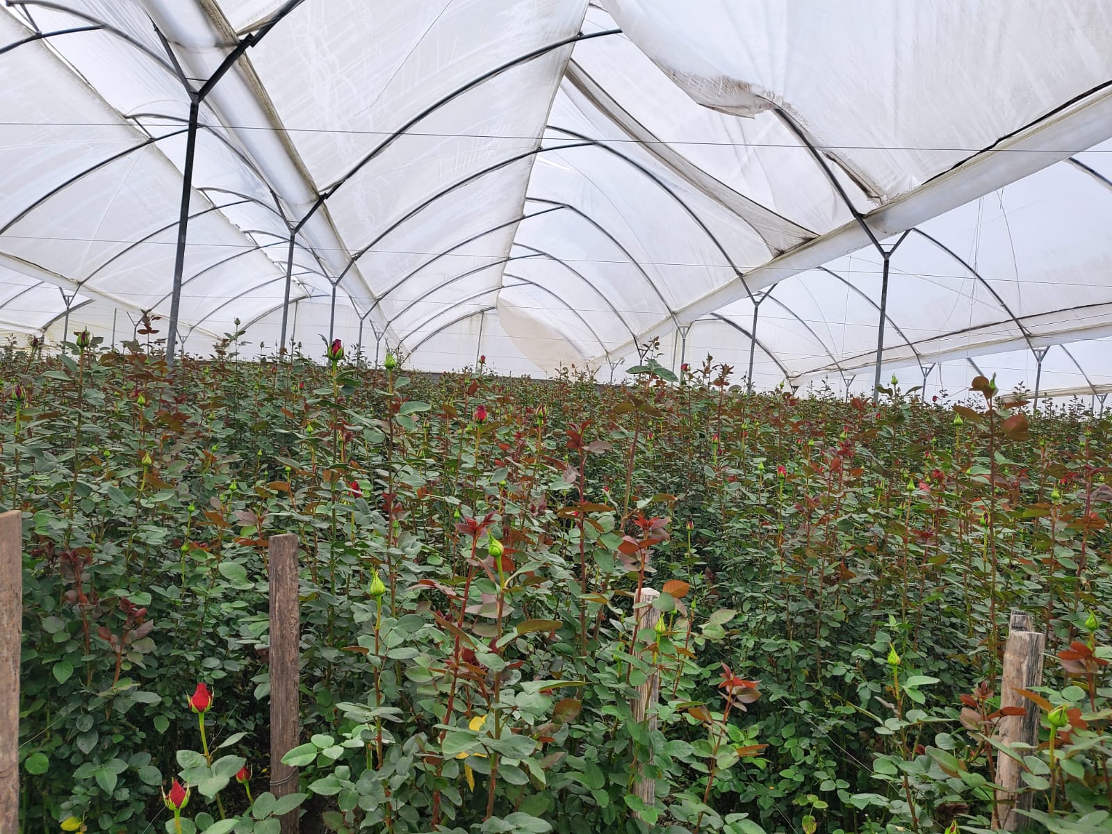 Wholesale Preserved Roses Rose Farm In Ecuador Preserved Roses