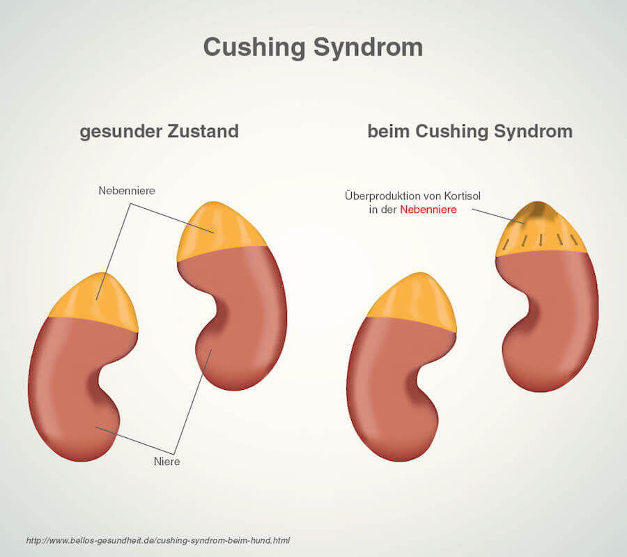 Cushing Syndrom beim Hund Symptome, Behandlung, Vorbeugung