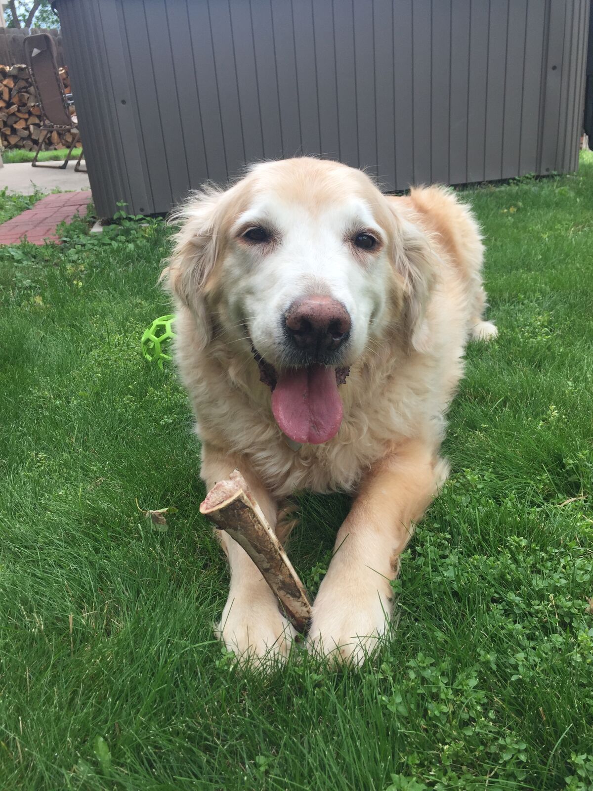 PlayTime Pet Sitters & Dog Walkers BelRea Institute of Animal Technology