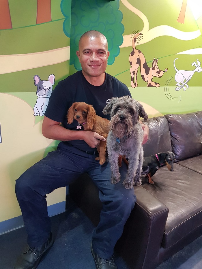 BE MORE DOG Sydney Inner West Local Dog Daycare, Dog Training, Dog