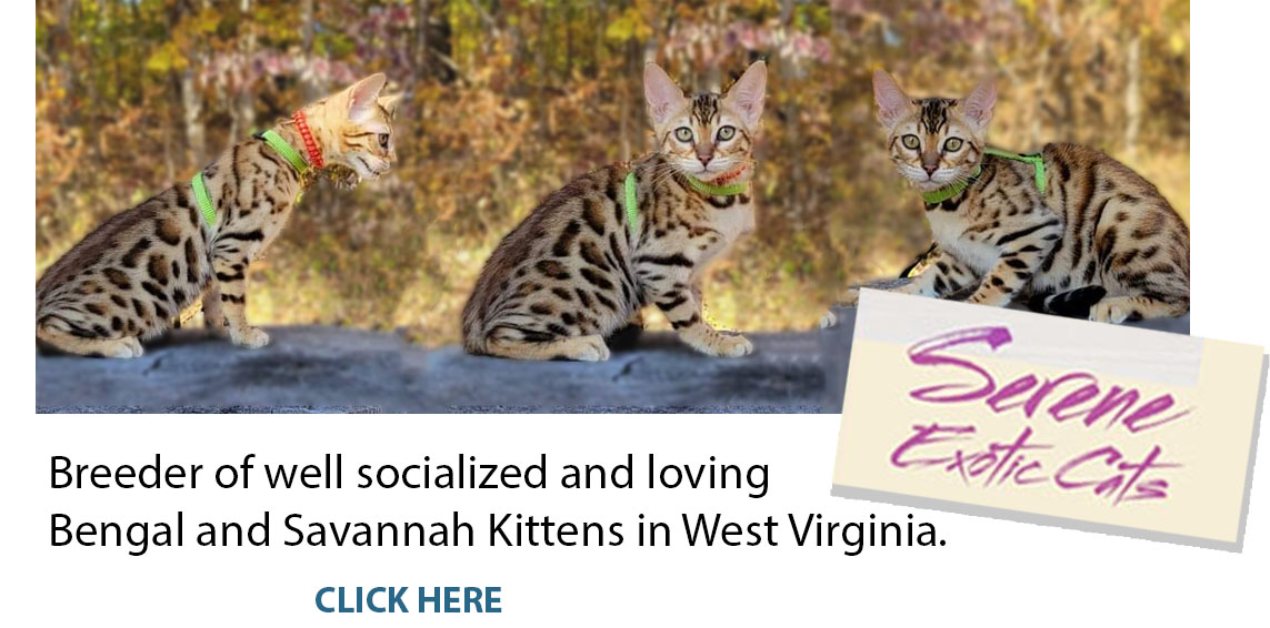 Bengal cats are the most popular breed with The International Cat