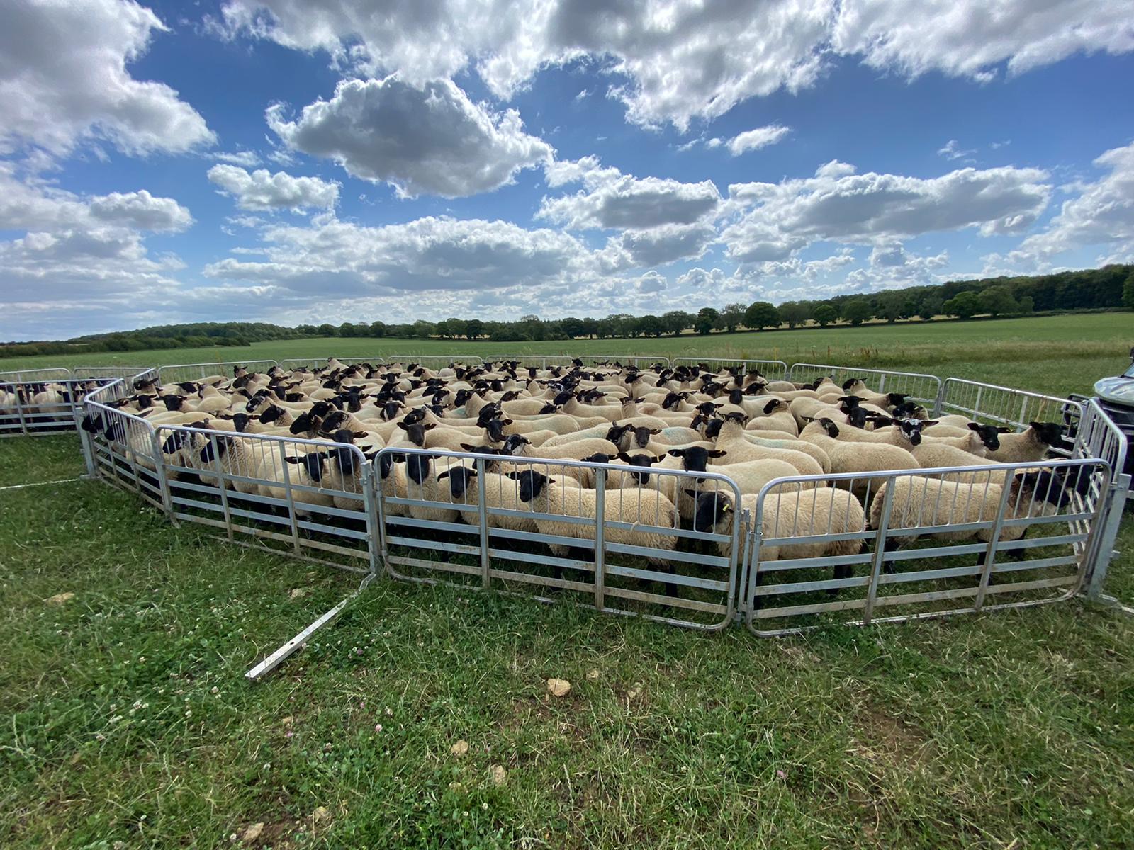 Testimonials Bentley Suffolks