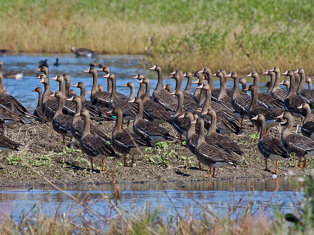 Art's Work Colusa National Wildlife Refuge