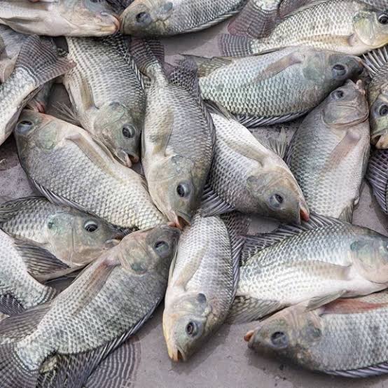 Buy tilapia fish Berg Trading Company