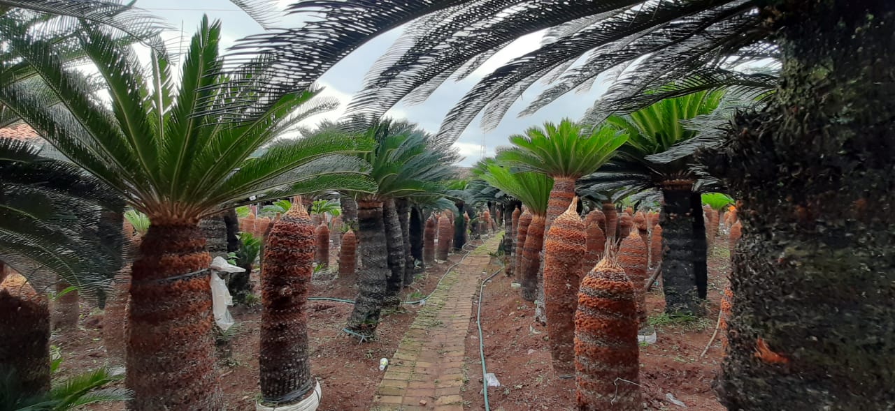 Keunikan dan Kecantikan Tanaman Sikas - Berita Daerah