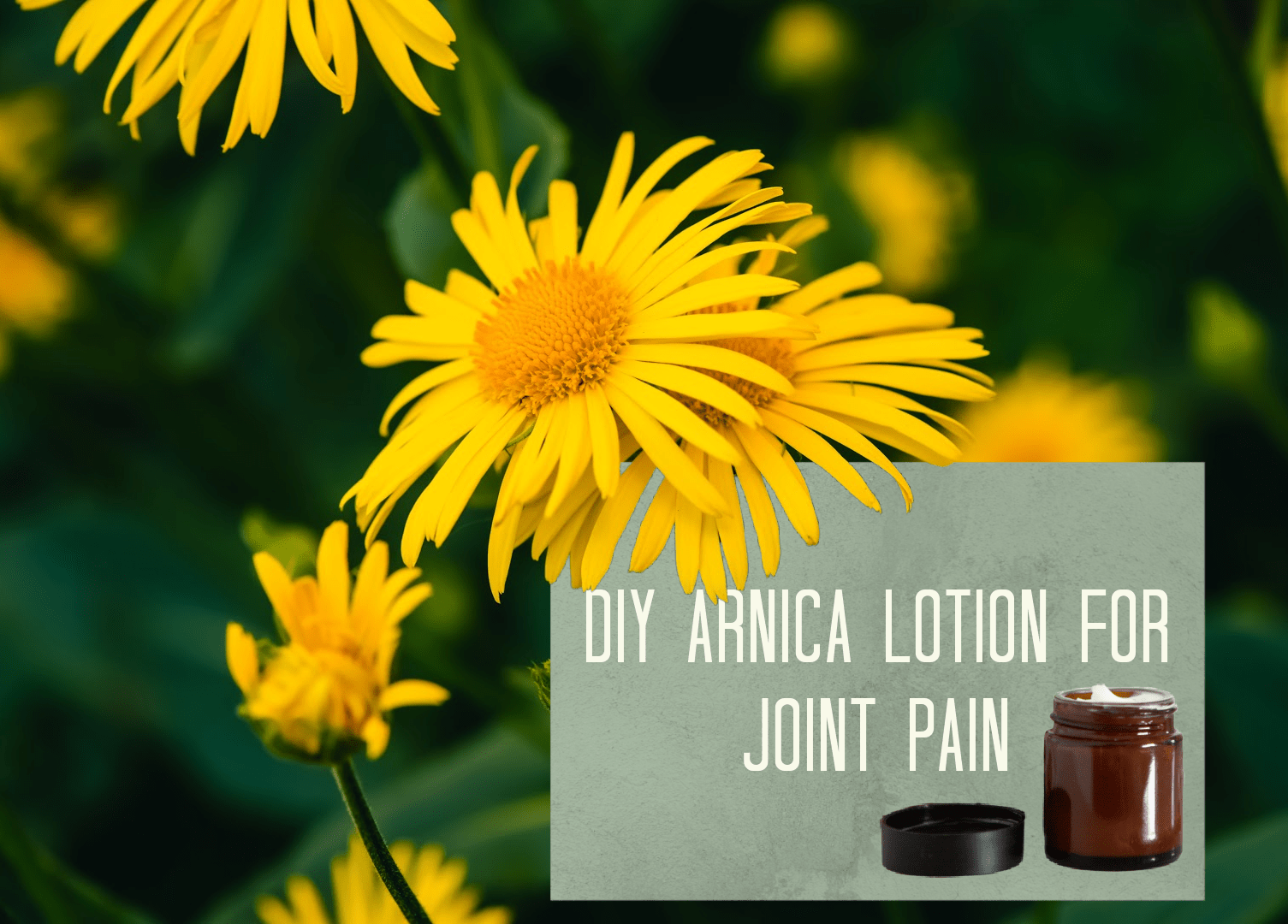 How to Use Arnica Safely (Arnica Lotion Recipe) Berkeley Herbal Center