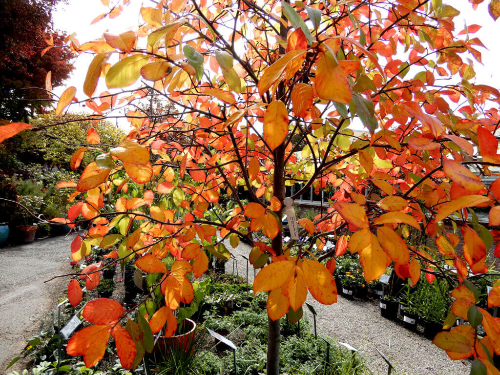 large trees Berkeley Horticultural Nursery Berkeley Horticultural Nursery