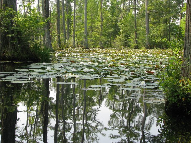 Cypress Gardens hosting new Garden Ornament The Berkeley