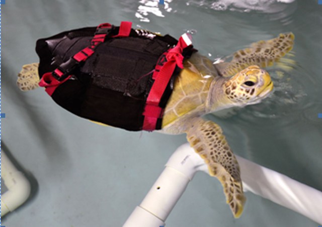 Rescued green sea turtle flies to new home in Grapevine, Texas The