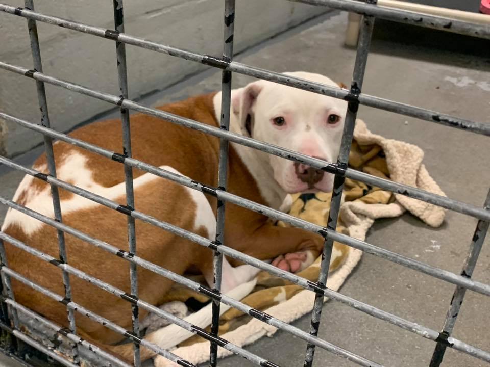 Berkeley Animal Center Receives 35,000 Grant The Berkeley Observer