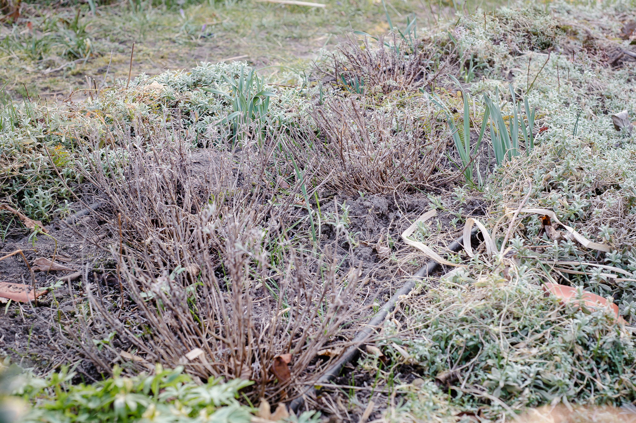 Lavendel Schneiden Im März: Das Ist Wichtig Beim Frühjahrsschnitt