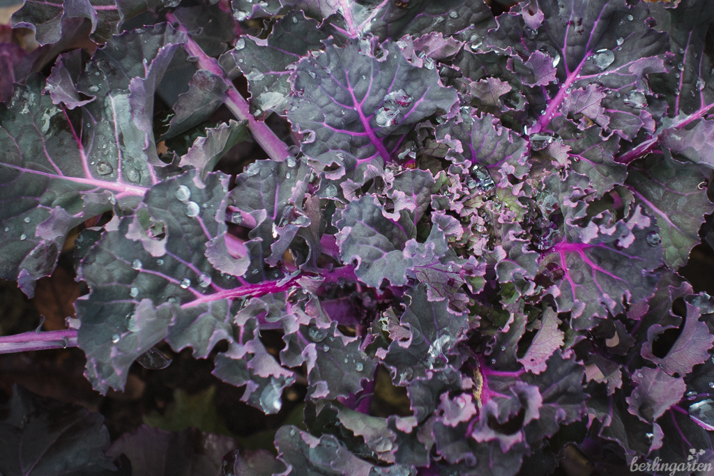 Lieblingsgemüse Flower Sprouts Aussaat, Anbau, Augenweide