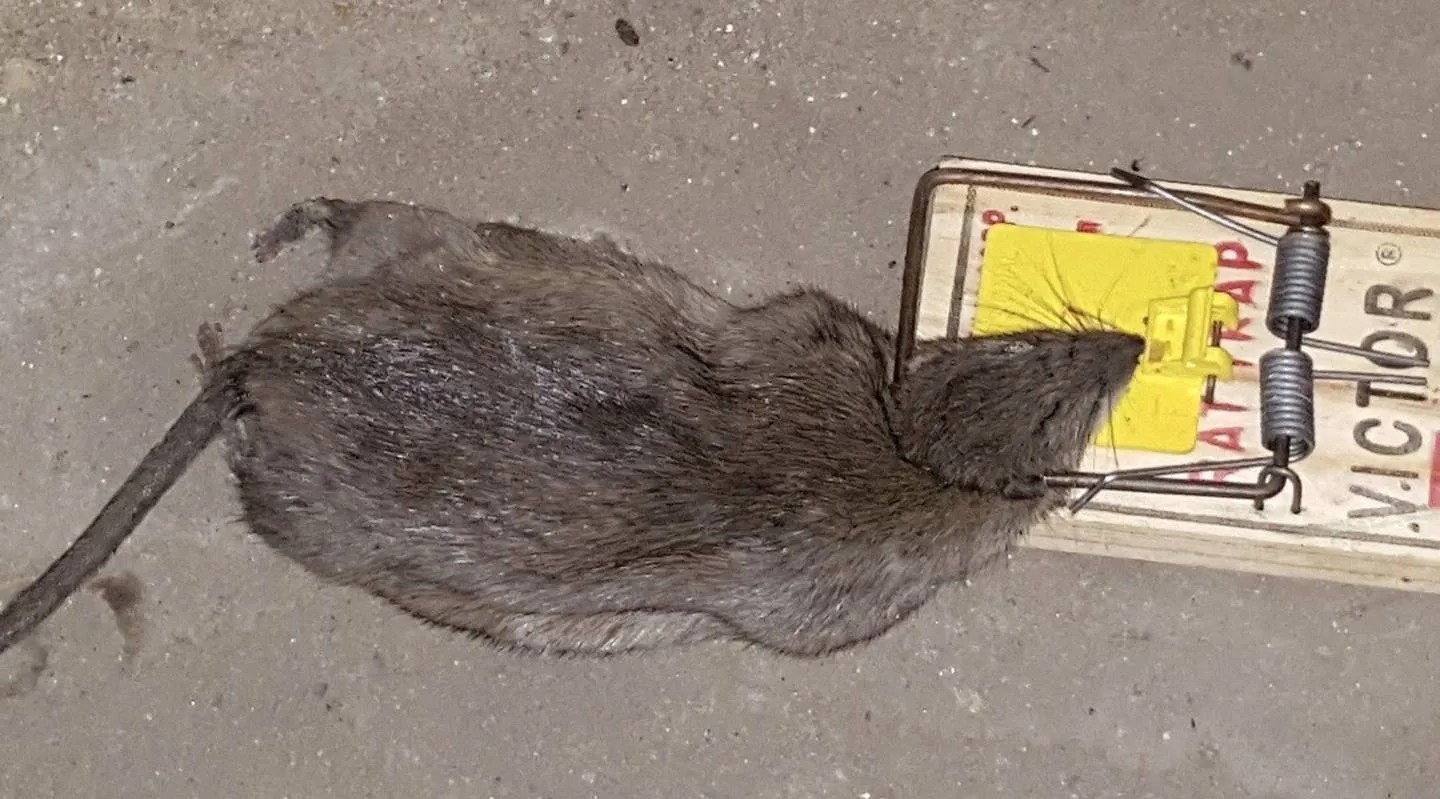 NYC’s Rat Problem Is Getting Worse As Calls To Cut Back Outdoor Dining