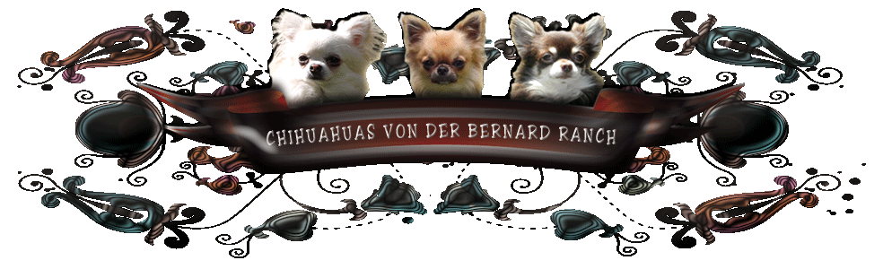Chihuahuazüchter Bernard Ranch,Chihuahuawelpen kaufen,Chihuahuawelpen