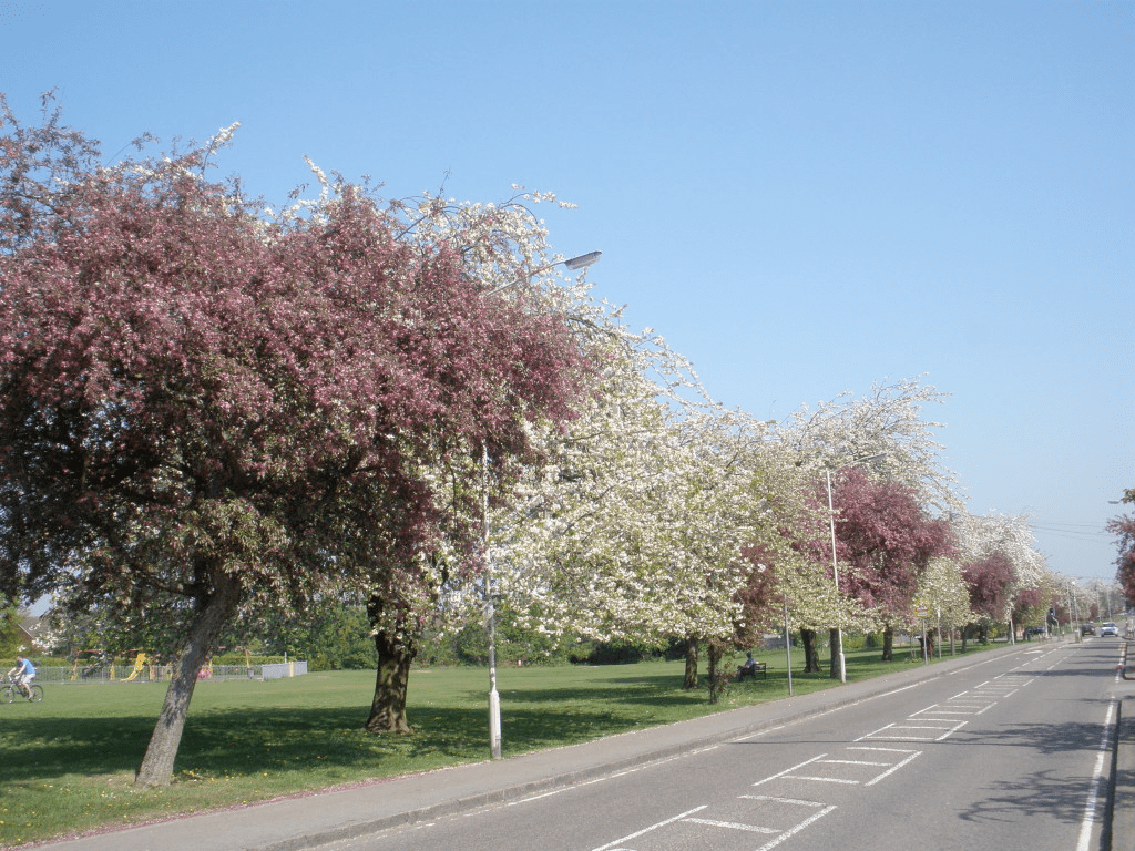 Sandridge Road Wastes Friends of Bernards Heath