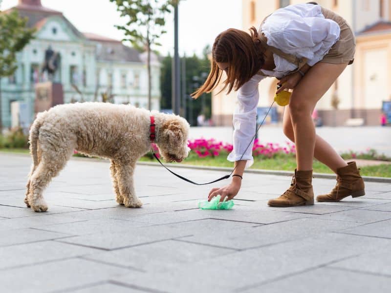 How Can I Make Dog Poop Smell Better?