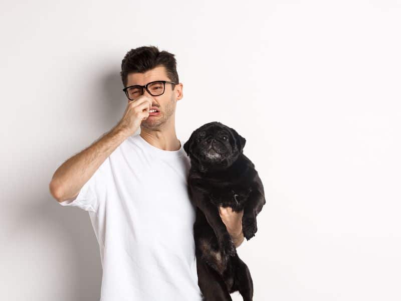 Why Dogs Fart So Much (And How You Can Treat It)