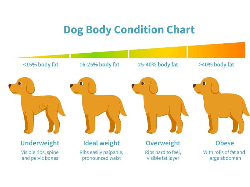 How Can I Get My Dog to Lose Weight? Bernie's Best, Inc.