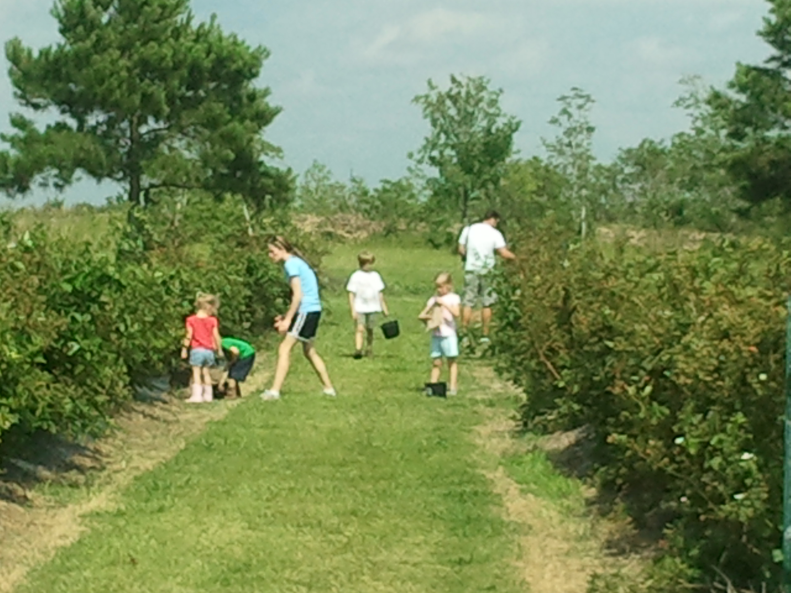 Berryland Farms of Texas