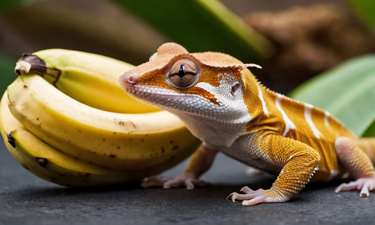 Can Crested Geckos Eat Bananas? A Detailed Look Berry Patch Farms