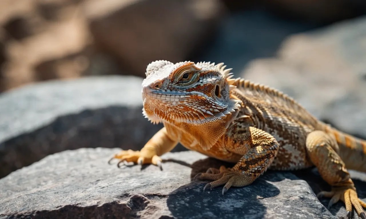 Do Bearded Dragons Know Their Name? Berry Patch Farms
