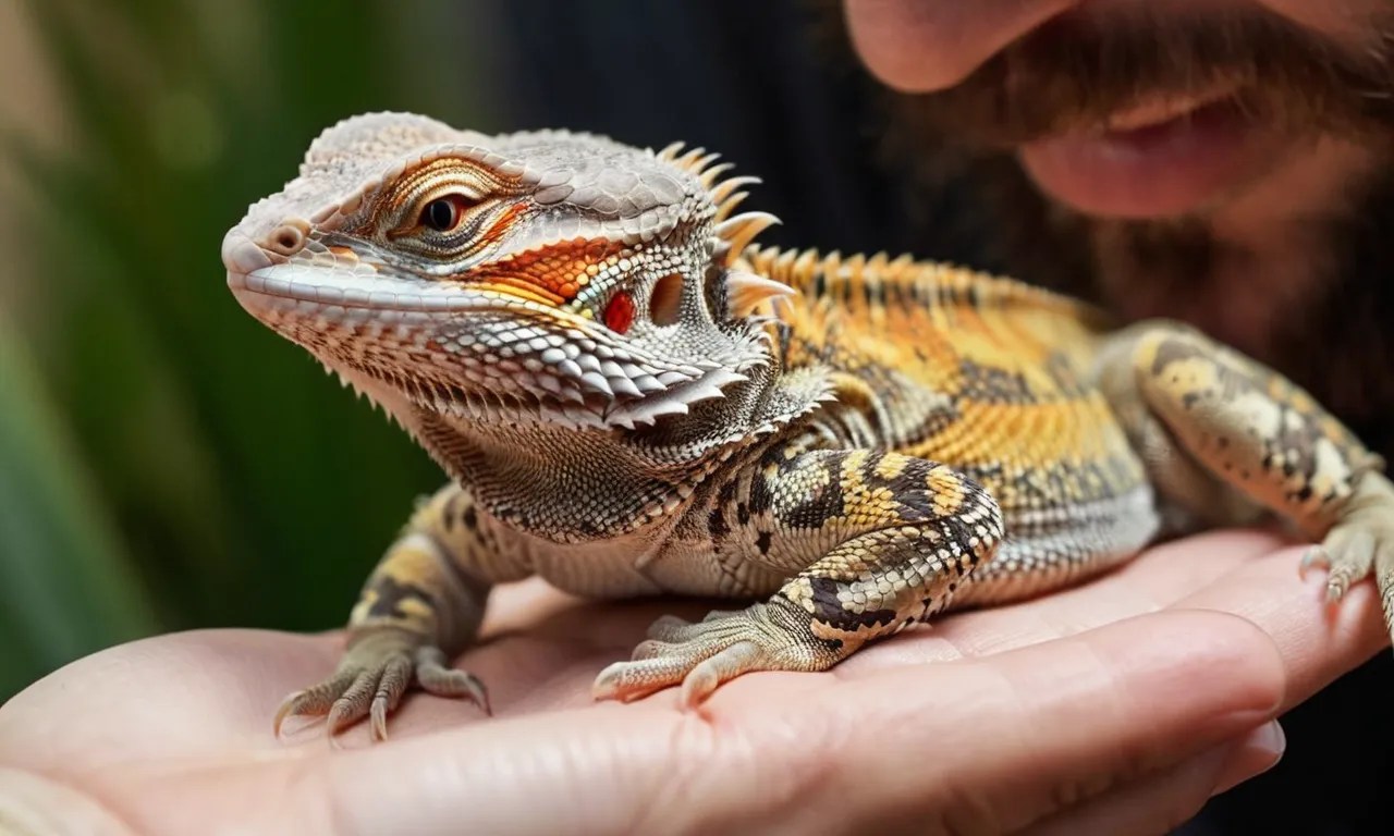 Do Bearded Dragons Like To Be Held? Berry Patch Farms