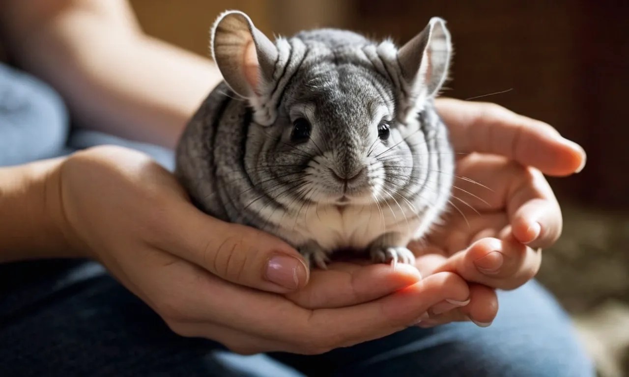 Do Chinchillas Like To Be Held? The Complete Guide Berry Patch Farms