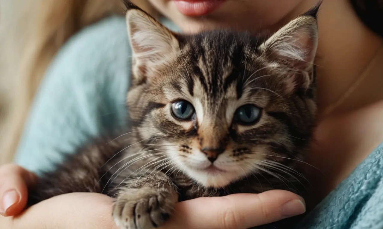 Do Kittens Like To Be Held? A Complete Guide For Cat Owners Berry