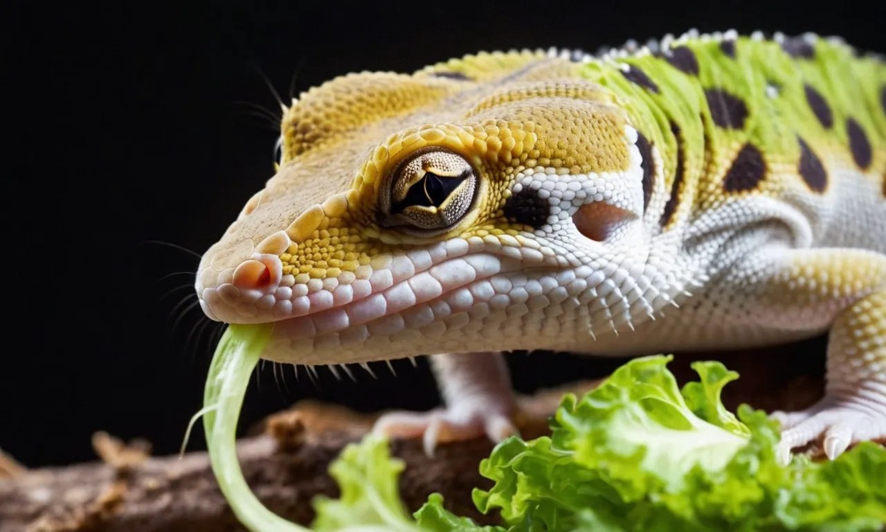 Do Leopard Geckos Eat Lettuce? A Detailed Look Berry Patch Farms