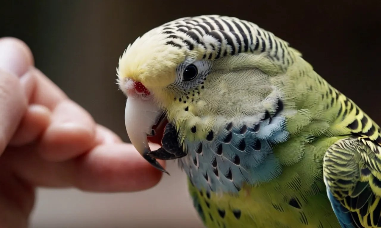 Do Budgie Bites Hurt? A Detailed Look At Budgie Biting Behavior Berry