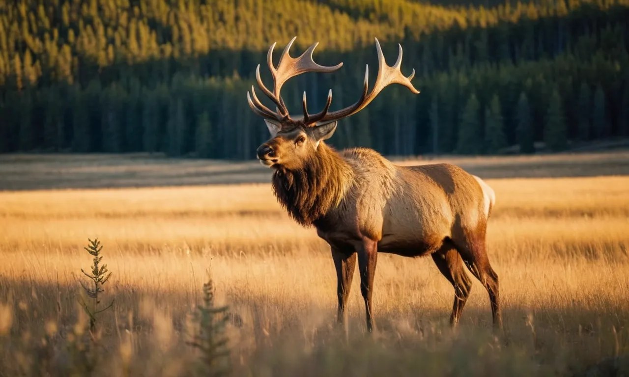 Is Elk Meat Kosher? A Detailed Look At The Laws Of Kashrut Berry