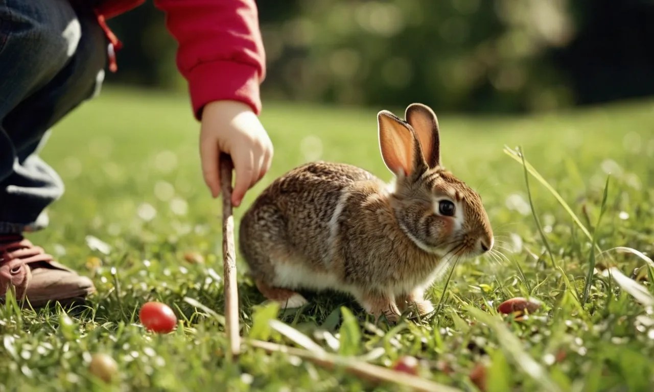 Is Rabbit Poop Harmful To Humans? Berry Patch Farms