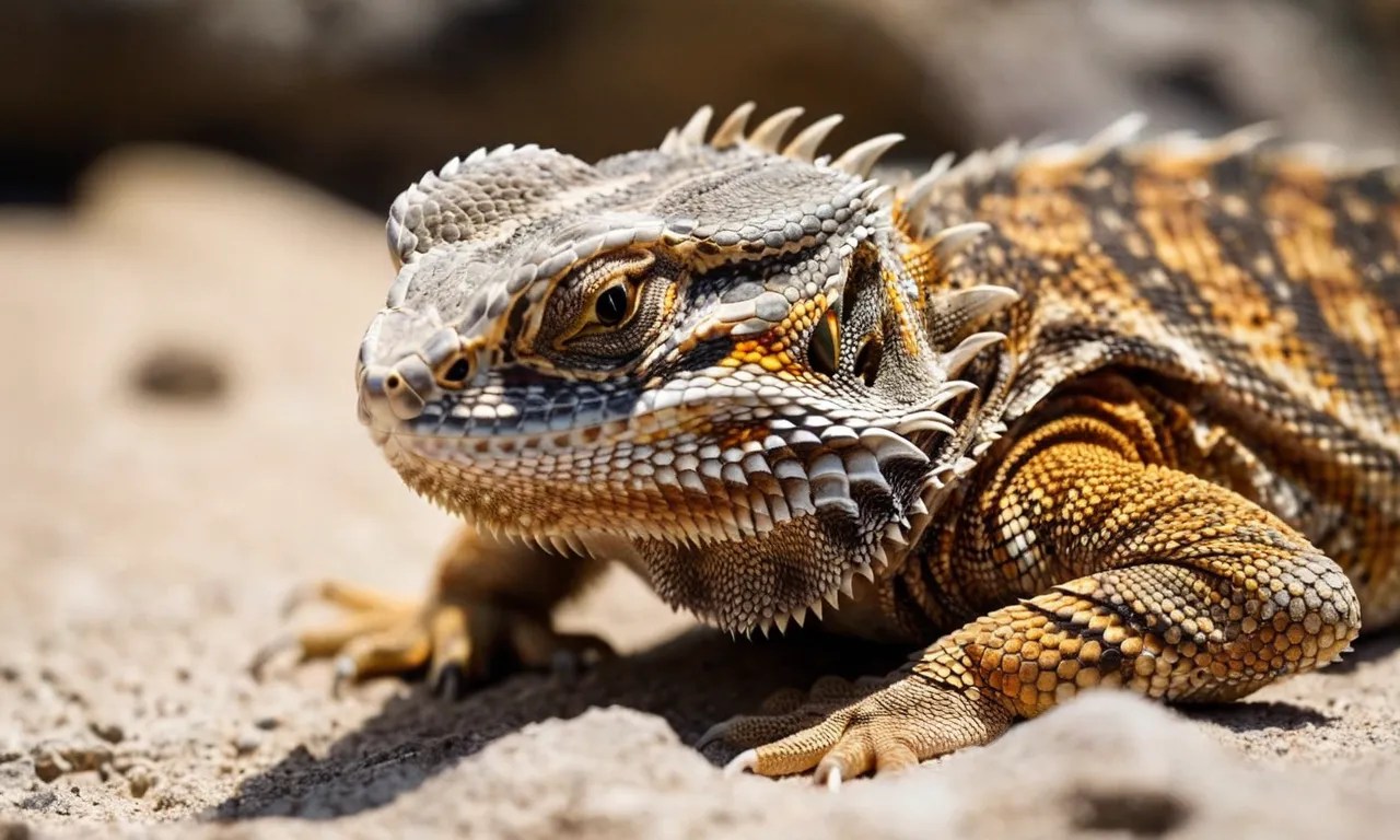 Scale Rot In Bearded Dragons Causes, Symptoms And Treatment Berry