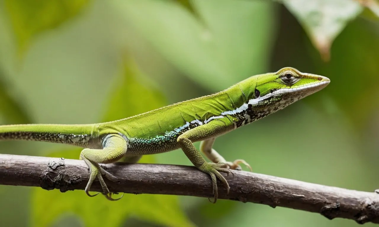 Why Do Anoles Bob Their Heads? The Fascinating Science Behind This